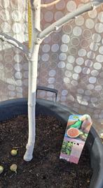 Figuier Ficus Carica 'Hardy Fig', Jardin & Terrasse, Plantes | Arbres fruitiers, Figuier, En pot, Enlèvement, 100 à 250 cm