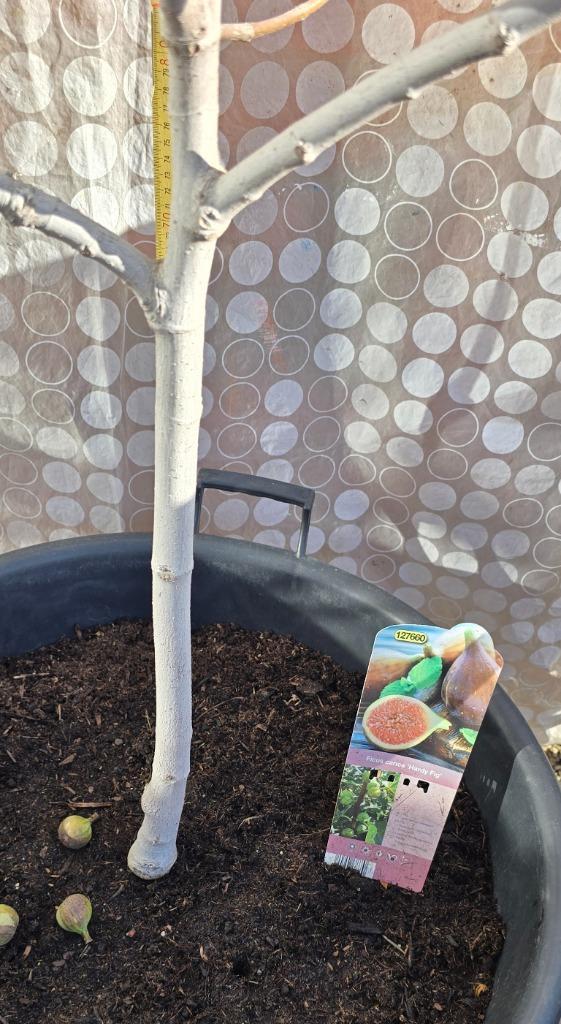 Figuier Ficus Carica 'Hardy Fig', Jardin & Terrasse, Plantes | Arbres fruitiers, Figuier, 100 à 250 cm, Ombre partielle, Automne