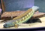 Channa aurantimaculata, Vis, Zoetwatervis