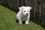 Superbes chiots West Highland White Terrier (Chiots Westie), Parvovirose, Plusieurs, Belgique, 8 à 15 semaines