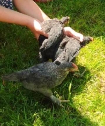 3 jonge olive Eggers, vermoedelijk haantjes beschikbaar voor biedingen