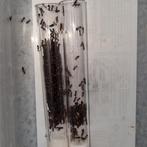 Camponotus lateralis 1q 750-800w | mieren ants mierenkolonie, Dieren en Toebehoren, Insecten en Spinnen, Mieren