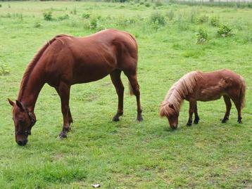 Weide voor 2 paarden en evt oude chetlander pony. beschikbaar voor biedingen