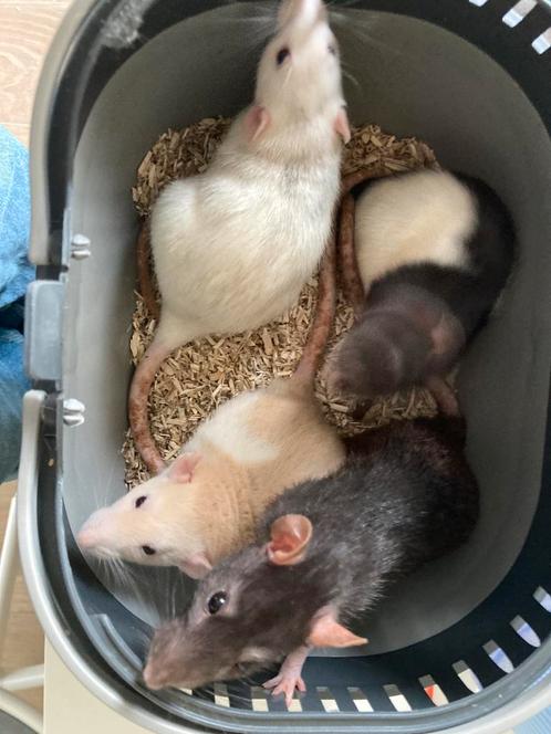 4 vrouwelijke ratjes + kooi en veel andere spullen, Dieren en Toebehoren, Knaagdieren, Vrouwelijk, Rat, Tam