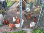 Vends 8 poules, Dieren en Toebehoren, Overige Dieren