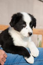 Zwart-witte border collie puppies geboren op boerderij, Dieren en Toebehoren, Honden | Herdershonden en Veedrijvers, België, Particulier