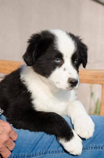 Zwart-witte border collie puppies geboren op boerderij, Dieren en Toebehoren, Honden | Herdershonden en Veedrijvers, België, Particulier