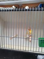 Kruising bruine putter x dom gele sijs, Dieren en Toebehoren