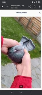 Takla duiven, Dieren en Toebehoren, Vogels | Duiven, Tuimelaar of Roller
