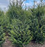 Taxus baccata aan stuntprijzen!, Tuin en Terras, Ophalen, Taxus