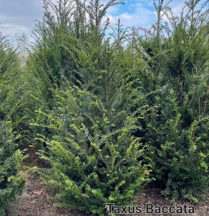 Taxus baccata aan stuntprijzen!, Tuin en Terras, Planten | Struiken en Hagen, Taxus, Ophalen