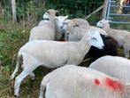 Zelfruiennde rammen, Dieren en Toebehoren, Schapen, Geiten en Varkens