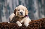 Golden retriever-pups 3 reuen en 1 teefje zijn nog beschikba, Animaux & Accessoires, Chiens | Retrievers, Épagneuls & Chiens d'eau