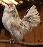 Antwerpse baardkrielen, Dieren en Toebehoren, Mannelijk, Kip