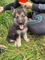 Duitse herders pups, Dieren en Toebehoren, Honden | Herdershonden en Veedrijvers, België, CDV (hondenziekte), 8 tot 15 weken, Meerdere