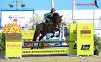 4 jarig springpaard, Dieren en Toebehoren, Paarden, Ruin, Springpaard
