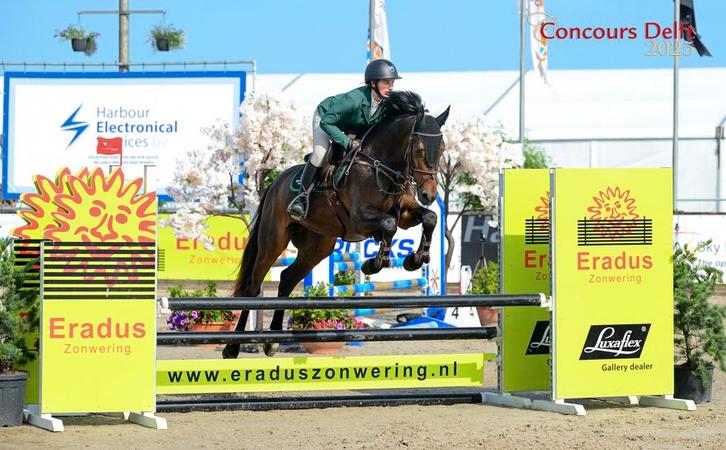Allround springpaard te koop, Dieren en Toebehoren, Paarden, Ruin, Springpaard