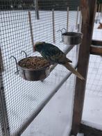 Verschillenden parkieten tekoop, Dieren en Toebehoren