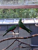 Konings parkieten, Dieren en Toebehoren, Vogels | Parkieten en Papegaaien, Geslacht onbekend, Parkiet, Geringd