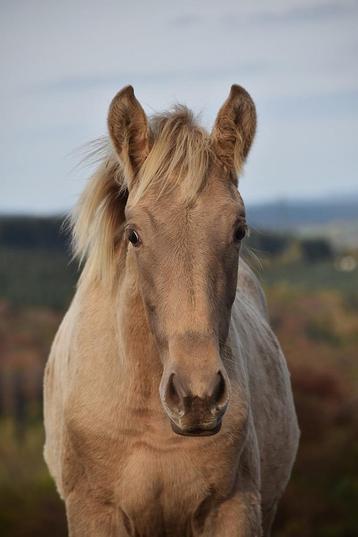 Poulain PRE isabelo RARE  beschikbaar voor biedingen