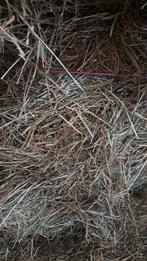 Hooi, grote balen €22/100kg, Zakelijke goederen, Landbouw | Veevoer, Ophalen of Verzenden