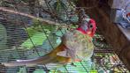 Rosella man, Dieren en Toebehoren, Mannelijk, Parkiet, Geringd