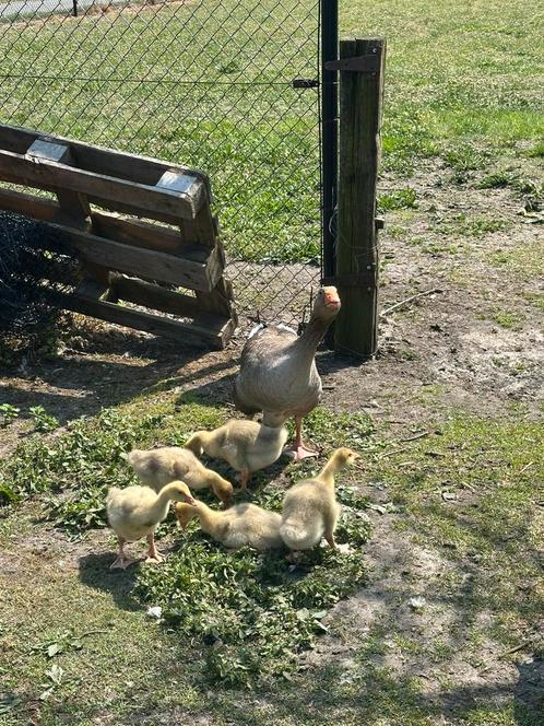 Jonge ganzenkuikens te koop, Dieren en Toebehoren, Pluimvee, Geslacht onbekend