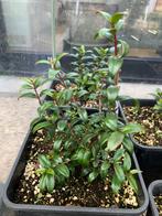 5 stuks Mirte Plantjes / Mirto Bessen, Ophalen, Struik