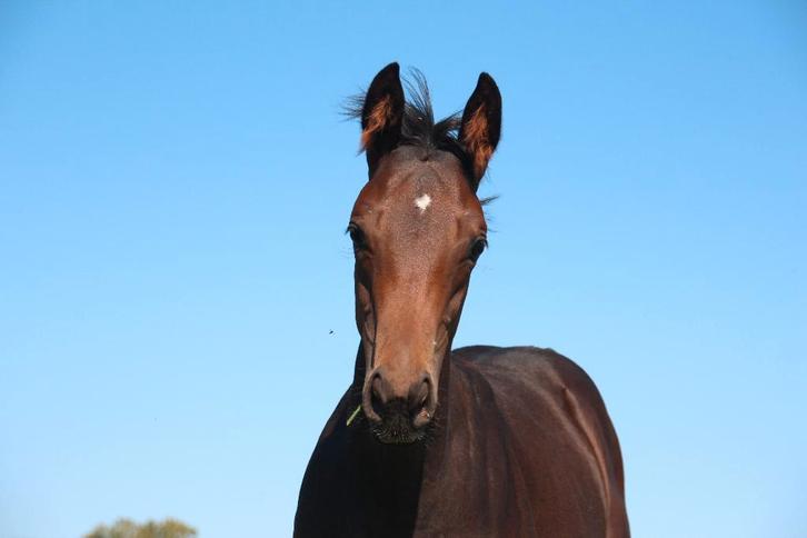 3jarige lieve merrie, Dieren en Toebehoren, Pony's, Merrie, D pony (1.37m tot 1.48m), Recreatiepony, 3 tot 6 jaar