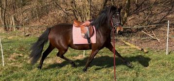 Prachtige barokke PRE merrie – toekomstige blikvanger! beschikbaar voor biedingen