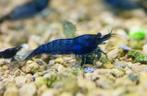 Blue velvet, Dieren en Toebehoren, Vissen | Aquariumvissen, Kreeft, Krab of Garnaal, Zoetwatervis, Schoolvis