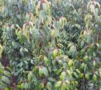 Portugese laurier promo!, Tuin en Terras, Planten | Struiken en Hagen, Ophalen, Beukenhaag