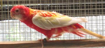 rubino rosella's beschikbaar voor biedingen