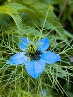 Nigella / blauwe juffertje in't groen, 0,85 cent/potje, Annuelle, Plein soleil, Enlèvement, Autres espèces