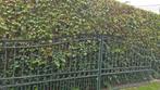 poort, Tuin en Terras, Ophalen, Overige materialen, Gebruikt, 150 tot 200 cm