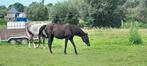 Cheval d'équitation BWP - Noir Noir -cheval d'équitation, Animaux & Accessoires, Vermifugé, 160 à 165 cm, L, Hongre