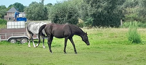 Cheval d'équitation BWP - Noir Noir -cheval d'équitation, Animaux & Accessoires, Chevaux, Hongre, L, 160 à 165 cm, 11 ans ou plus