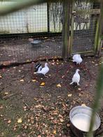 Pauwstaart duif, Meerdere dieren, Overige soorten