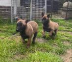 Mechelse herder pups uit werklijn, België, Fokker | Hobbymatig, 8 tot 15 weken, CDV (hondenziekte)