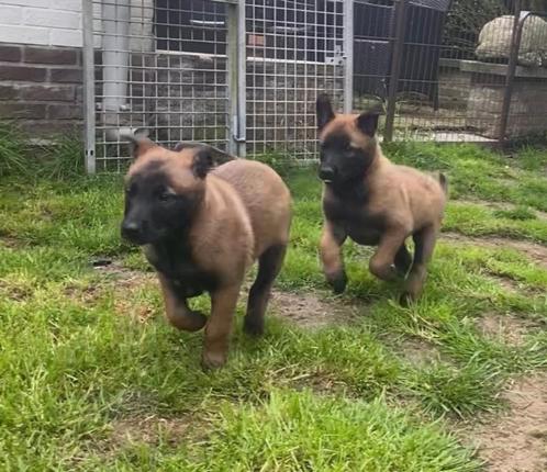 Mechelse herder pups uit werklijn, Dieren en Toebehoren, Honden | Herdershonden en Veedrijvers, Meerdere dieren, Herder, Fokker | Hobbymatig