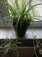 Graslelie ,middel formaat, Tuin en Terras, Planten | Tuinplanten, Ophalen, Vaste plant