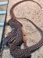 aranus acanthurus red ackie 2025, Dieren en Toebehoren, Reptielen en Amfibieën, Hagedis