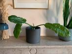 Philodendron ring of fire, Ophalen