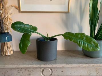 Philodendron ring of fire beschikbaar voor biedingen