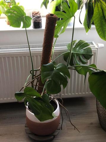 Monstera • plante  disponible aux enchères