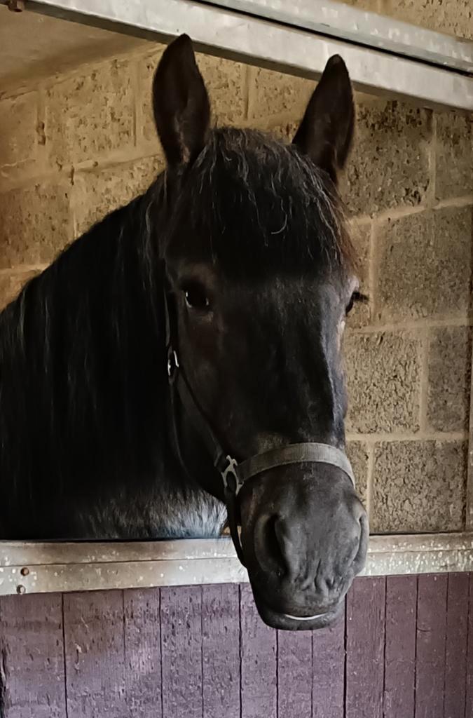 Trekpaard blauwschimmel, Dieren en Toebehoren, Paarden, Merrie, Onbeleerd, 160 tot 165 cm, 3 tot 6 jaar, Tuigpaard, Met stamboom