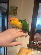 Roestkop caique/ Tete jaune, Dieren en Toebehoren, Geslacht onbekend, Papegaai, Pratend