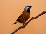 Witstuitgordelgrasvink - Poephila cincta cincta, Plusieurs animaux, Oiseau tropical, Bagué
