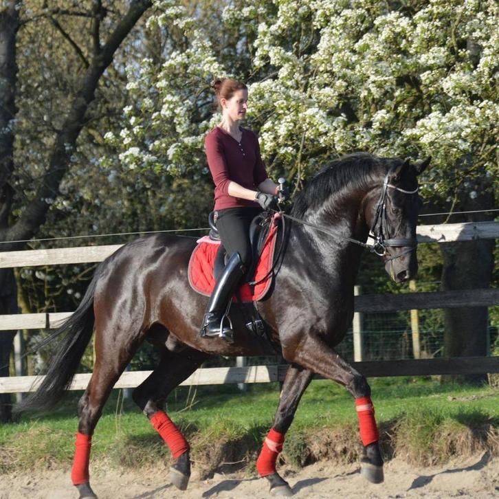 Dressuurles en training, Dieren en Toebehoren, Paarden