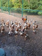 Loopeenden kleur reebont, Dieren en Toebehoren